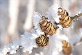 Cones with snow crystals Royalty Free Stock Photo