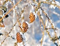 Cones with snow crystals Royalty Free Stock Photo