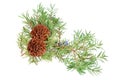 Cones of spruce and juniper branchlet