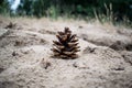 Cones of spruce and pine, dry, brown. Mature fruits that survived the winter on the background of sand in the forest Royalty Free Stock Photo