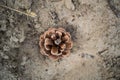 Cones of spruce and pine, dry, brown. Mature fruits that survived the winter on the background of sand in the forest. Royalty Free Stock Photo