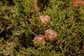 Cones on thuja in the afternoon in the garden Royalty Free Stock Photo