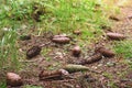 Cones tree on the ground in a pine forest Royalty Free Stock Photo