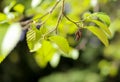 Cones and twig green leaves of a Red Alder Alnus rubra