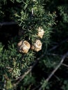 Cones on the twigs of the cypress tree a close-up Royalty Free Stock Photo