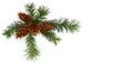 Cones and twigs pine tree Pseudotsuga menziesii, Douglas fir, Douglas-fir, Douglas tree, Oregon pine on a white background