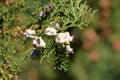 Cones of a western juniper with seeds