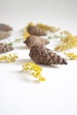 Cones and yellow dried flowers on a white background. Decor