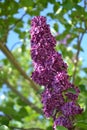 Coneshaped lilac - Syringa