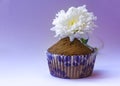 Confectionery, sweets, sweets. chocolate cupcakes, muffin cupcakes with cocoa topping on a white background. foodphoto isolate