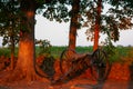 Confederate Cannon Seminary Ridge Sunset Royalty Free Stock Photo