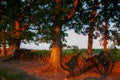 Confederate Cannons Seminary Ridge Sunset Royalty Free Stock Photo