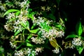 Confederate Jasmine - Trachelospermum Jasminoides Royalty Free Stock Photo