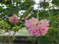 Confederate Rose Flower hibiscus mutabilis