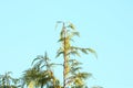 Confer branches against a beautiful blue sky