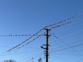 Conference. A flock of birds sits on power lines near an electric pole. Royalty Free Stock Photo