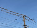 Conference. A flock of birds sits on power lines near an electric pole. Royalty Free Stock Photo