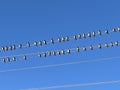 Conference. A flock of birds sits on power lines near an electric pole. Royalty Free Stock Photo