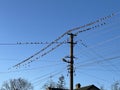 Conference. A flock of birds sits on power lines near an electric pole. Royalty Free Stock Photo