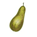 Conference pear. Full color realistic sketch