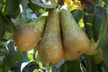 Conference pears hanging in a tree in autumn close up