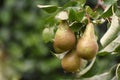 Conference pears on a pear tree