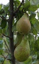 Conference pears, ready for picking, in September 2020.