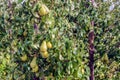 Conference pears ripening in a Dutch orchard