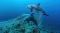 Confessions of Dolphins: An Ocean Disaster Trapped in a Labyrinth of Sea Nets