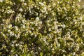 Confetti Bush Coleonema calycinum