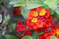 Confetti Lantana plants Royalty Free Stock Photo