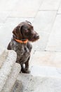 Brown dog sitting on paving stone looking away