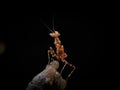 A confident baby mantis on a macros photography