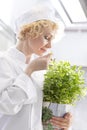 Confident blond chef smelling fresh mint leaf in kitchen at restaurant