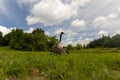 Confident Canada goose strides across lush green field - backdrop of dense trees and fluffy clouds