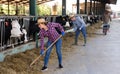 Confident diligent positive cheerful female owner of small dairy farm working in stall, feeding cows with hay Royalty Free Stock Photo