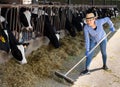 Confident diligent positive cheerful female owner of small dairy farm working in stall, feeding cows with hay Royalty Free Stock Photo