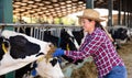 Confident diligent positive cheerful female owner of small dairy farm working in stall, feeding cows with hay Royalty Free Stock Photo