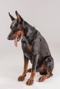 Confident doberman looking down while sitting Royalty Free Stock Photo