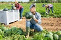 Confident farmer checking watermelon ripeness, thumping rind