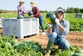 Confident farmer checking watermelon ripeness, thumping rind