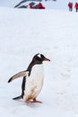 Confident Gentoo penguin striding down snowfield penguin highway on Cuverville Island, Antarctica, tourists in red coats in backgr Royalty Free Stock Photo