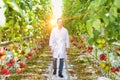 Confident male crop scientist wearing lab coat while walking and examining tomatoes growing in greenhouse