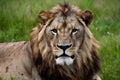 Confident male lion stares sharply into the camera lens