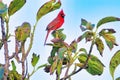 Confident male norther cardinal perched in a tree. Royalty Free Stock Photo