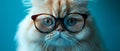 Confident And Playful Persian Cat Exudes Style With Trendy Glasses