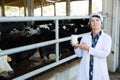 Senior woman veterinarian with milk on dairy farm Royalty Free Stock Photo