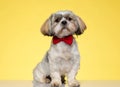 Confident Shih Tzu puppy looking forward and wearing bowtie