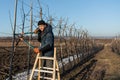 Confident young man in black hat and blue jacket stands on the stepladder among his garden, pruning tree with shears and Royalty Free Stock Photo