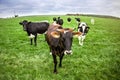 Confidential herd with cows on a lush green meadow in the flat country Royalty Free Stock Photo